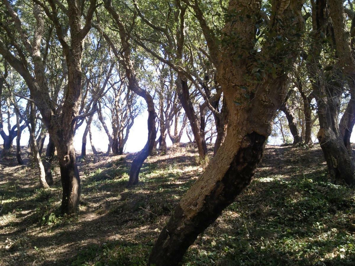 Azienda Agrituristica Le Terre Di San Leonardo Cetraro Exteriör bild