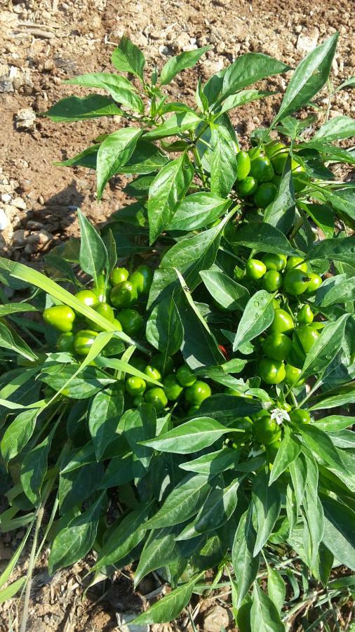 Azienda Agrituristica Le Terre Di San Leonardo Cetraro Exteriör bild